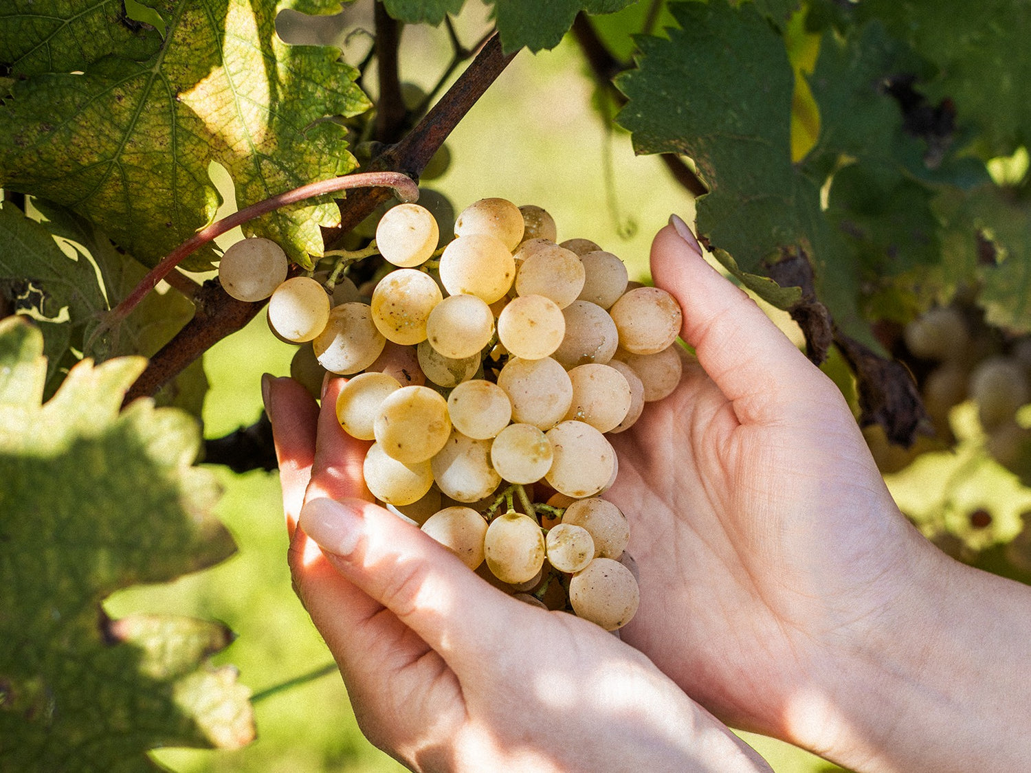 A woman holding a bunch of grapes at Ikano Wine Estate in Kakheti Georgia
